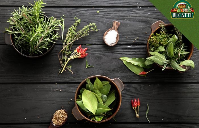 Hierbas aromáticas: Te damos los tips para conservarlas y aprovechar al máximo su uso